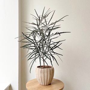 아랄리아 아라리오 실내공기정화식물 베트남토분 중형 플랜테리어 개업화분