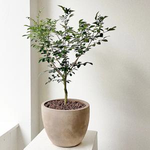 오렌지자스민 꽃 열매 중형 베트남토분 개업화분 공기정화식물 플랜테리어