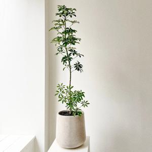 쉐프렐라 홍콩야자 실내공기정화 플랜테리어 집들이 개업화분 스톤라이트화분