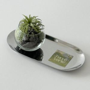 이오난사 미니트레이 SET 공기정화식물 인테리어 이끼숲