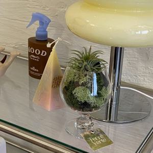 이오난사 고블렛잔 SET 공기정화식물 인테리어 이끼숲