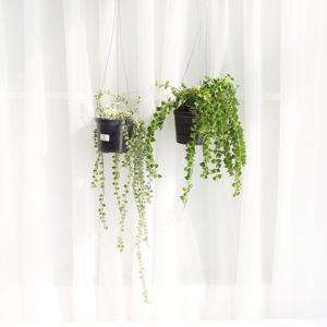 밀리언하트포켓 그린 컬러 디시디아 행잉플랜트 에어플랜트