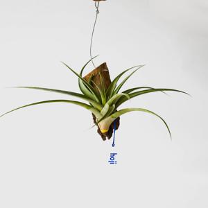 틸란드시아 플렉수오사 공기정화 인테리어 행잉식물