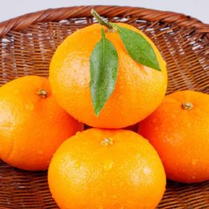 제주 새콤달콤 타이백 귤 10kg