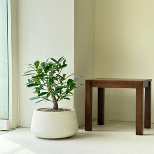 워터자스민 키우기 관엽 공기정화식물 플랜테리어 거실 빈티지화분 집들이선물