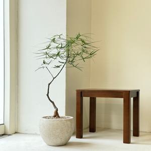 보틀트리 키우기 관엽 공기정화식물 플랜테리어 거실 빈티지화분 집들이선물