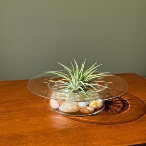 틸란드시아 이오난사 키우기 쉬운 공기정화 카페 플랜테리어 감성식물 인테리어