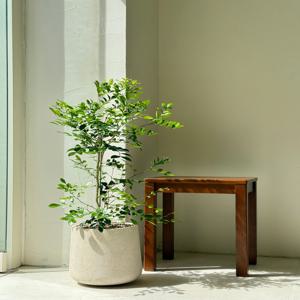 오렌지자스민 키우기 관엽 공기정화식물 플랜테리어 거실 빈티지화분 집들이선물