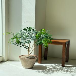 오렌지자스민 키우기 관엽 공기정화식물 플랜테리어 거실 빈티지화분 집들이선물