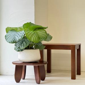 칼라데아 오르비폴리아 키우기 관엽 공기정화식물 플랜테리어 거실 빈티지화분 집들이선물