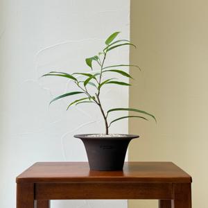 알리고무나무 키우기 관엽 공기정화식물 플랜테리어 거실 빈티지화분 집들이선물