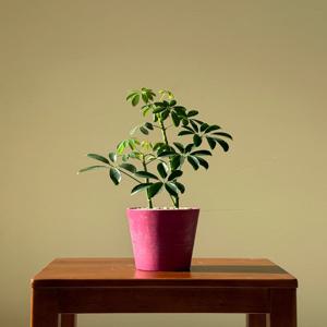 홍콩야자 키우기 관엽 공기정화식물 플랜테리어 거실 빈티지화분 집들이선물