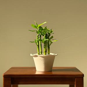 개운죽 키우기 관엽 공기정화식물 플랜테리어 거실 빈티지화분 집들이선물