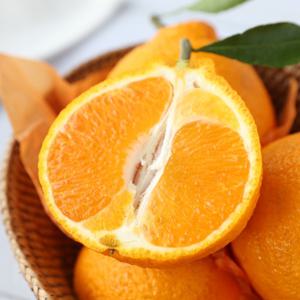 새콤달콤 제주 노지 선물용 한라봉/천혜향/레드향 2kg 3kg