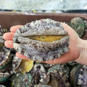 완도 활 전복 11-12미  1kg 선물세트