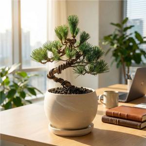 소나무 오엽송 분재 둥근 독일토분 화분 개업 생일 승진 취업 영전 시아버지선물