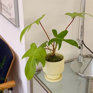 필로덴드론 플로리다 뷰티+세라믹 도자기 레몬 화분