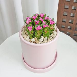 취설송+리본화환무료 다육식물 핑크화분 13W 승진 취업 퇴사 영전 이사 결혼 개업선물 축하