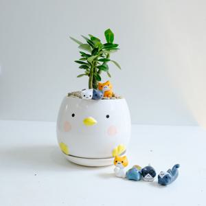 석화 미니바오밥나무 노란발 병아리 화분 고양이 피규어 1종 증정 공기정화식물 플랜테리어