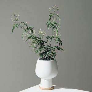 학자스민 절구화분 세트 키우기쉬운 인테리어 공기정화식물