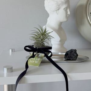 이오난사 블랙벨벳리본 글라스볼 공기정화식물 인테리어 오브제