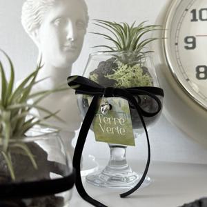 이오난사 블랙벨벳리본 고블렛잔 공기정화식물 인테리어 오브제