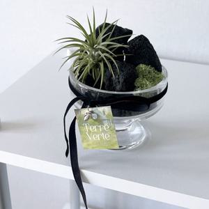 이오난사 블랙벨벳리본 디저트잔 공기정화식물 인테리어 오브제