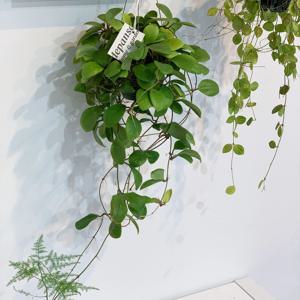 호야 루카르 루칸 데시아나 꽃피는 공중 식물 행잉플랜트