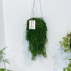 립살리스 폭스테일 키우기 쉬운 초보자 공중 행잉 식물