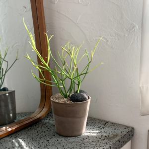 [식집사 지원쿠폰 5%] 파티오라금 청산호 흙손도 키우기 쉬운 다육이 연필선인장