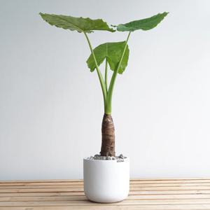 알로카시아 화이트폴리스톤라운드화분 인테리어 실내 공기정화 거실화분