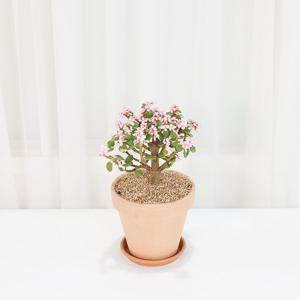 은행목 이태리토분세트