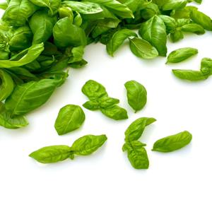 바질 허브 생바질 바질잎