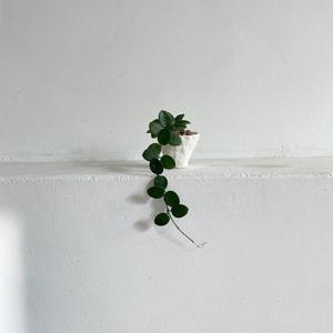 호야 10cm 데스크테리어 포인트식물 플랜테리어 인테리어식물