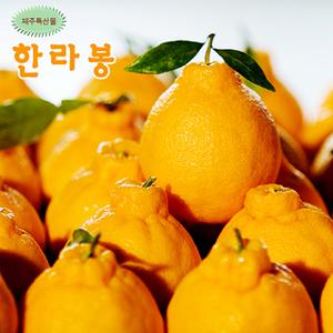 제주도 한라봉 10kg 60과 45과 36과 27과 23과 선택/산지발송