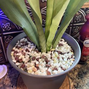 TEMU 실내 식물용 7Oz/200G 조약돌, 어항용 3/8인치 피아 그라벨, 다육이용 광택 장식 암석, 꽃병용 천연 강석, 카투스, 조경, 새 목욕통, 수족관, 조약돌