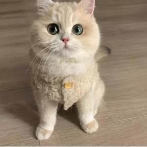 TEMU 귀여운 고양이용 스타일리시하고 간편한 겨울용 조끼, 버튼 디자인, 따뜻한 양털 소재