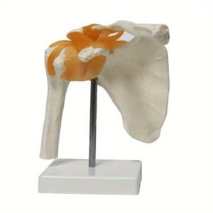 TEMU 1 세트 인체 어깨 관절 모델 (연조기 포함) | 해부학 교재 모델, 폴리염화비닐 재질