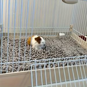 TEMU 부드러운 셔닐 햄스터 카펫 매트 - 미끄럼 방지 따뜻한 케이지용, 드워프 햄스터, 시리아 & 로보로프스키 햄스터에 적합한 햄스터 침구 - 아늑한 소형 애완동물 서식지 액세서리