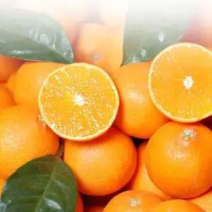 [감귤의 신] 제주 황금향 2gk 3kg 5kg