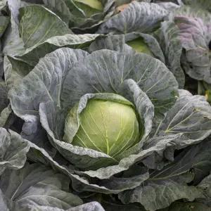 아삭 달달한 국내산 양배추 5kg 3통 내외