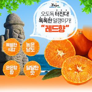 [서귀포농원]2026년 첫수확 고당도 레드향,천혜향,카라향 5kg