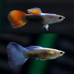 네온구피 5마리