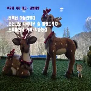 태백산 하늘전망대~운탄고도 자작나무&초록뿔언덕 사슴농장&카페 기차여행 당일