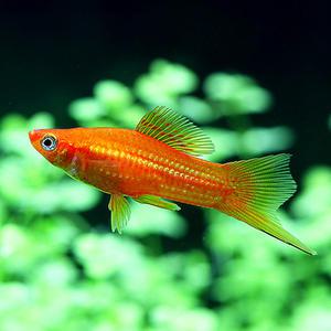 열대어 관상어 난태생 / 레드 스워드 [5마리]