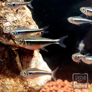 관상어 열대어 수초어항 / 블랙 네온테트라 10마리 / 안전포장무료 사착보상