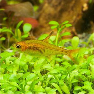 관상어 열대어 카라신과 / 엠버 테트라 5마리