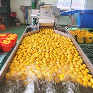 성주 꿀 참외 당도선별 2.5kg