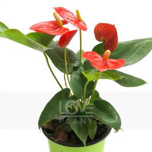 안스리움(솔라라) 관엽 공기정화식물 식물키우기