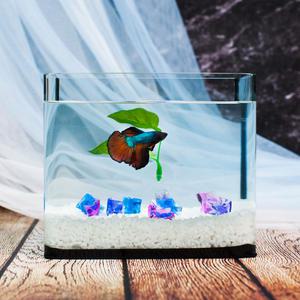 베타키우기 미니 어항세트(소) 풀세팅 스타터세트 초보자분께 추천드리는 베타